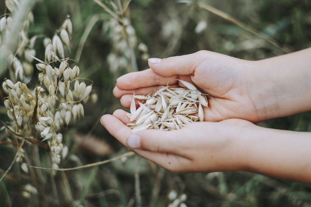 oats, cereals, field